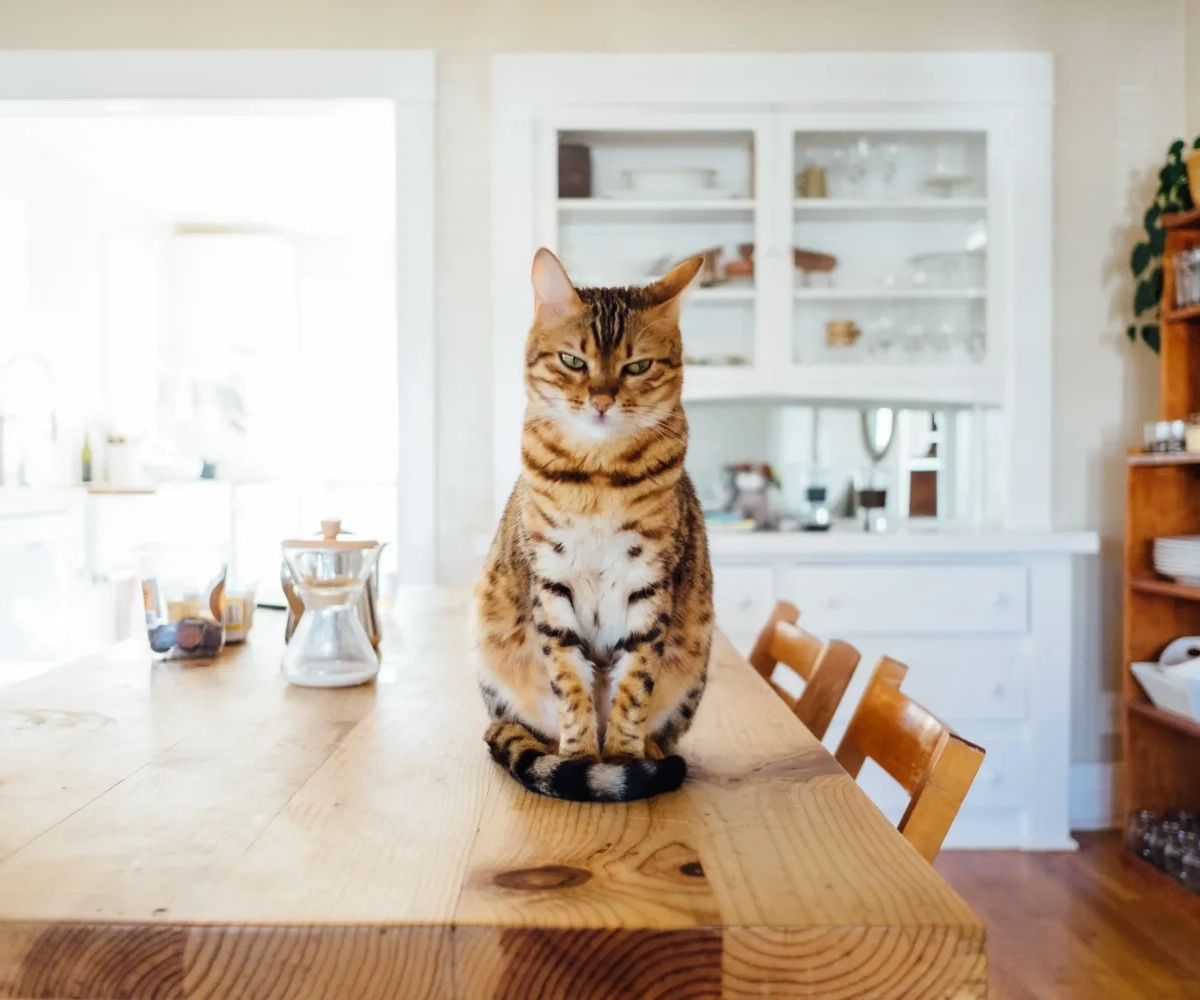 γάτα σε τραπέζι