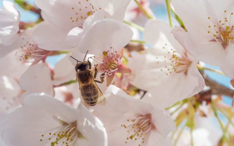 Οι μέλισσες κατέχουν τα 3 μυστικά για την υγεία του ανοσοποιητικού μας