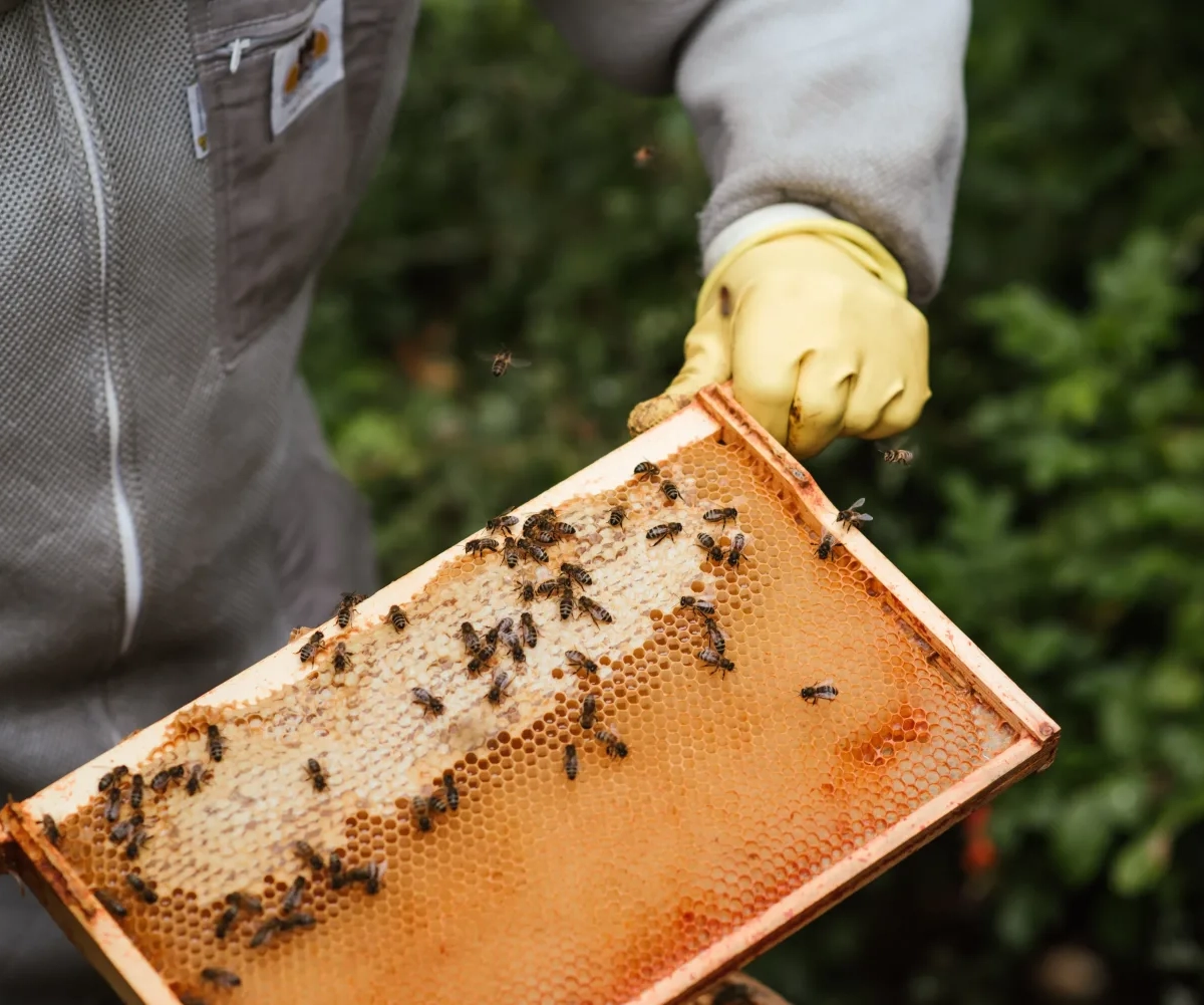 Τα οφέλη από τη γύρη των μελισσών που δεν σου έχει πει κανείς ως τώρα
