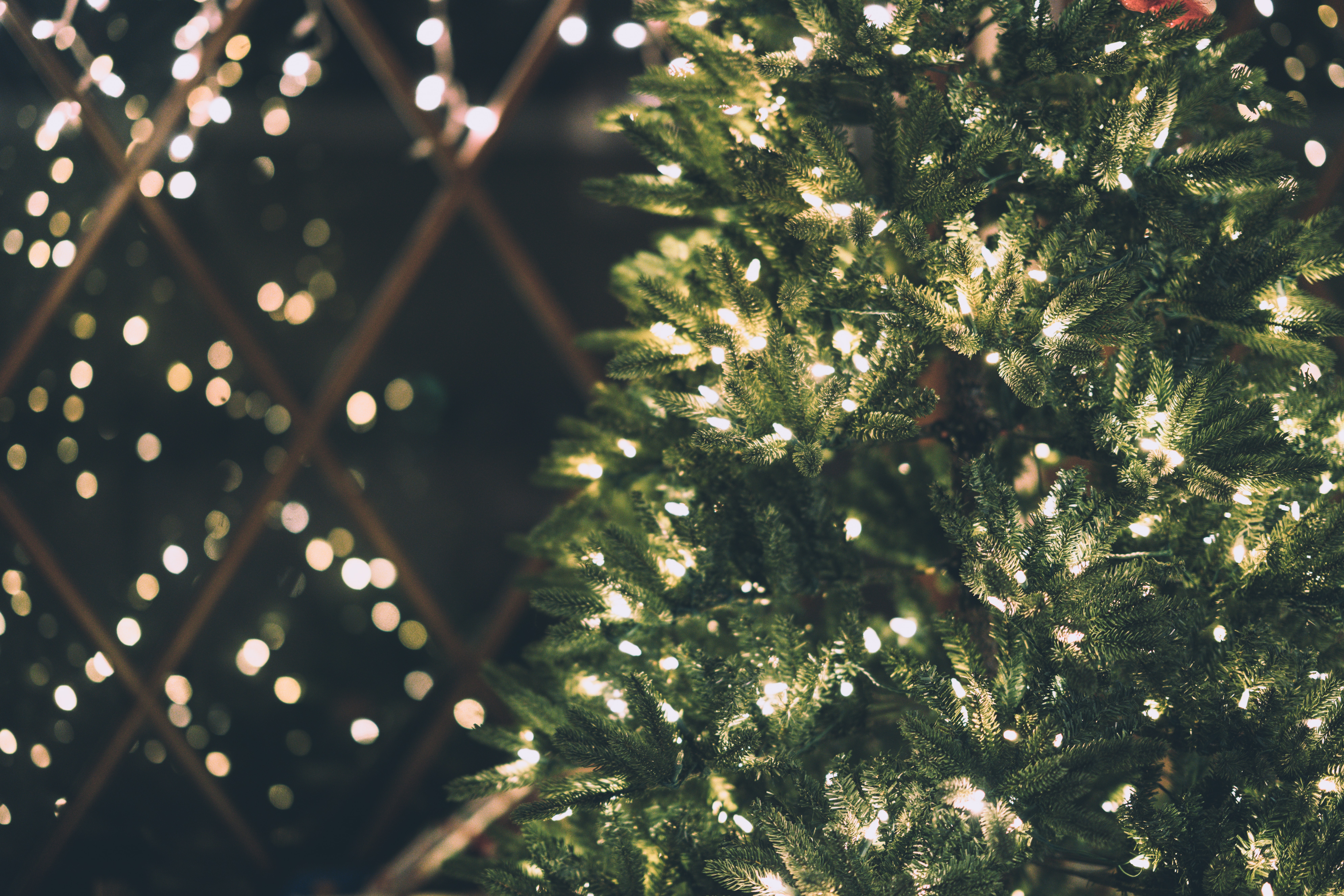 Στήθηκε το χριστουγεννιάτικο δέντρο στο Σύνταγμα- Έχει ύψος όσο μια 7όροφη πολυκατοικία!