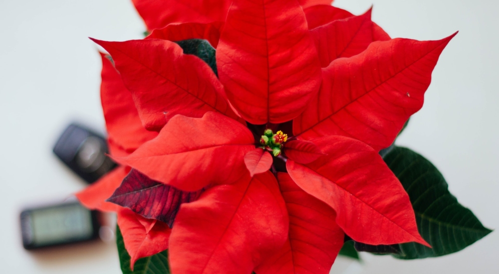 5 πανεύκολα hacks για να παραμείνουν τα λουλούδια των Χριστουγέννων φρέσκα