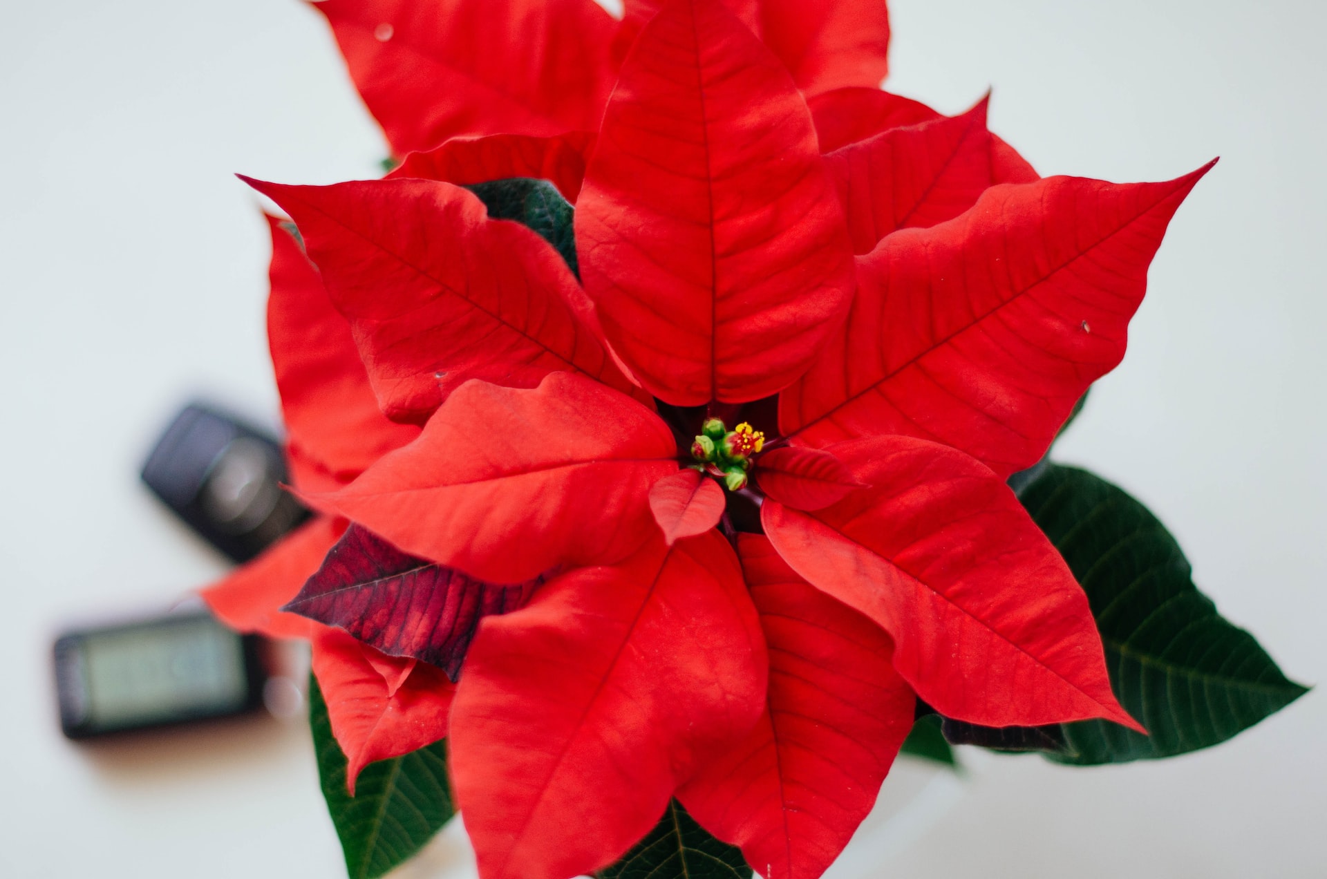 5 πανεύκολα hacks για να παραμείνουν τα λουλούδια των Χριστουγέννων φρέσκα