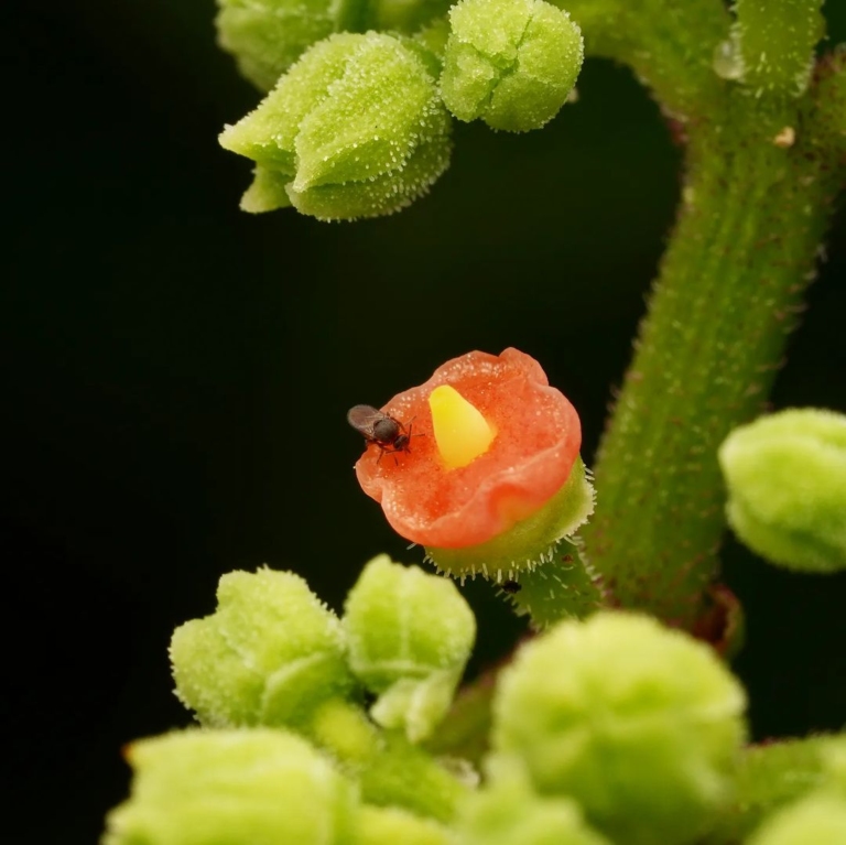 Causonis japonica: Το πολύχρωμο φυτό που ίσως σώσει τον πλανήτη από τον υποσιτισμό