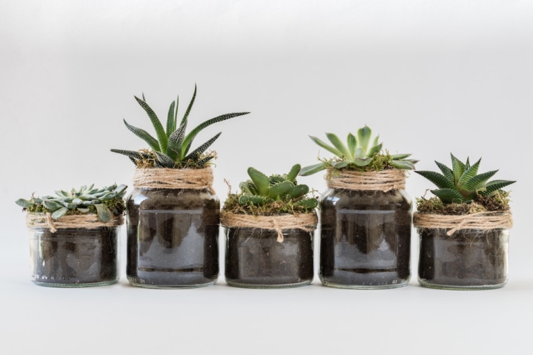 11 hacks για να βοηθήσεις τα φυτά εσωτερικού χώρου να επιβιώσουν τον χειμώνα