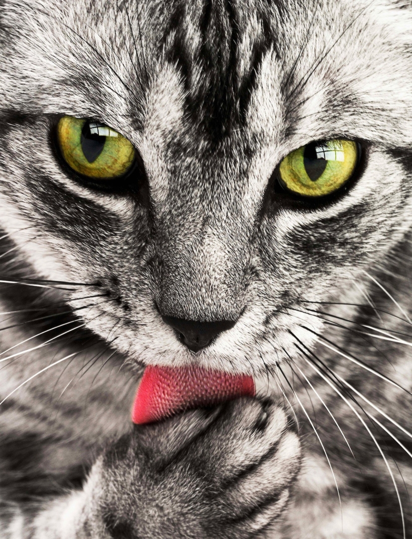 Οι 13 μυρωδιές που σιχαίνεται η γάτα σου και δεν έχεις παρατηρήσει ποτέ