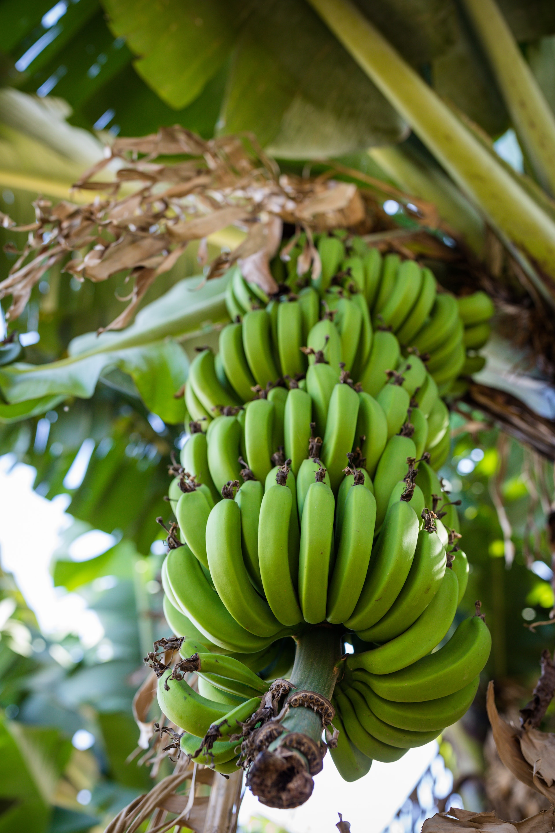 Πώς οι πράσινες μπανάνες μειώνουν τον κίνδυνο εμφάνισης καρκίνου περισσότερο από 50%