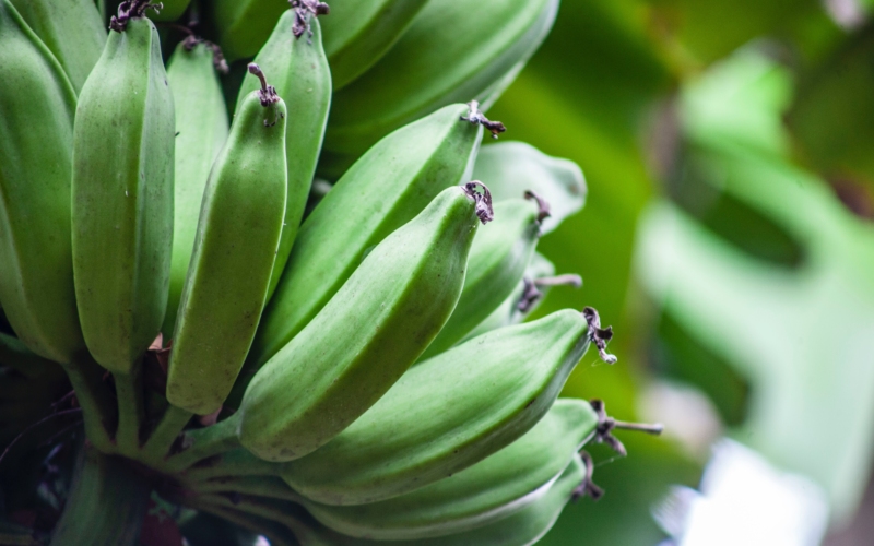 Πώς οι πράσινες μπανάνες μειώνουν τον κίνδυνο εμφάνισης καρκίνου περισσότερο από 50%