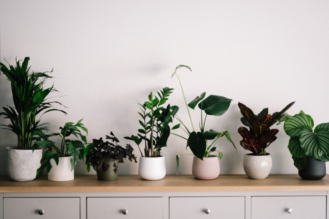 Απλές συμβουλές για να διατηρήσετε τα φυτά εσωτερικού χώρου σας υγιή σε οποιαδήποτε κατάσταση