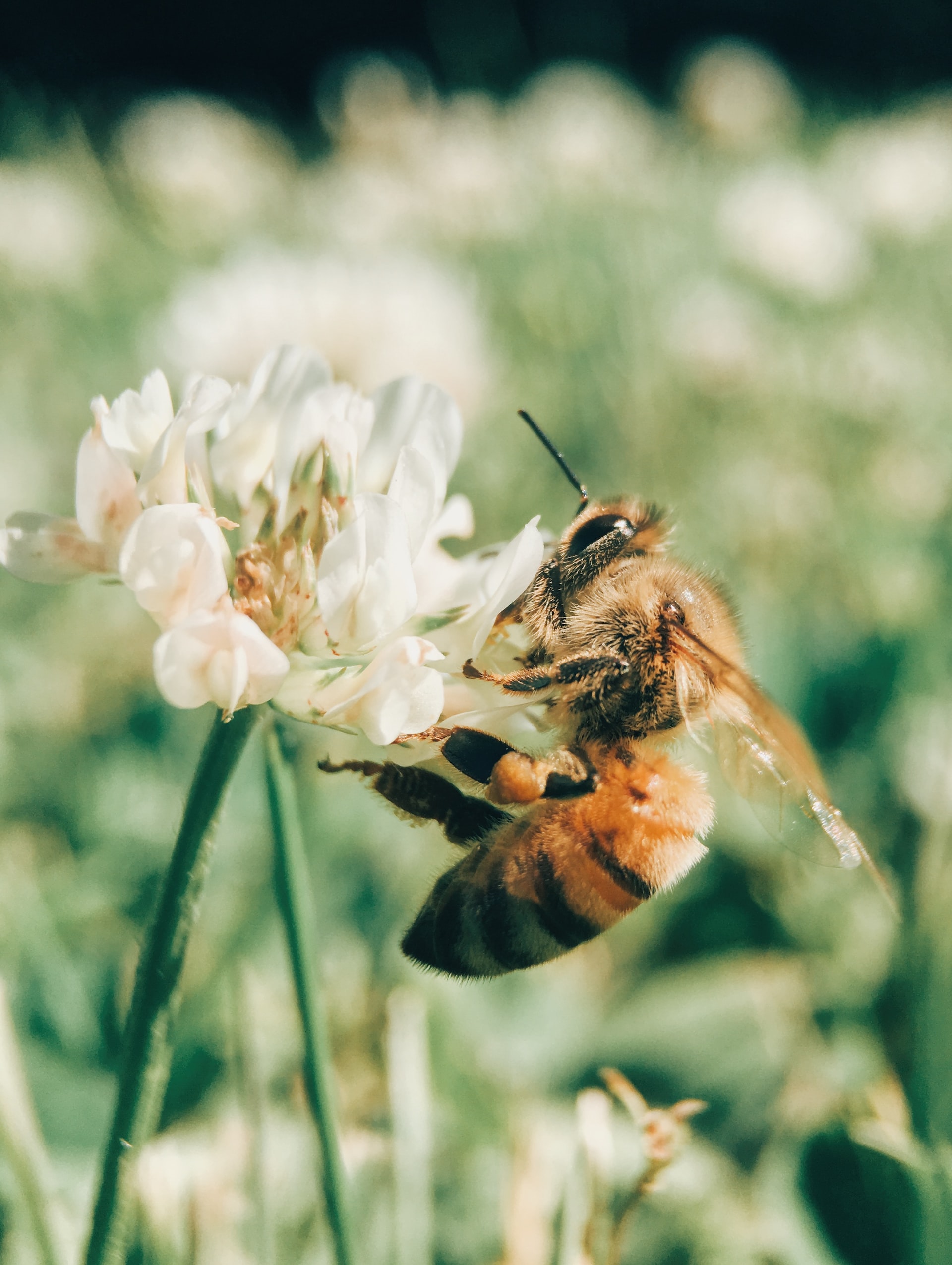 Το δηλητήριο της μέλισσας μπορεί να θεραπεύσει τον καρκίνο του μαστού, σύμφωνα με έρευνα