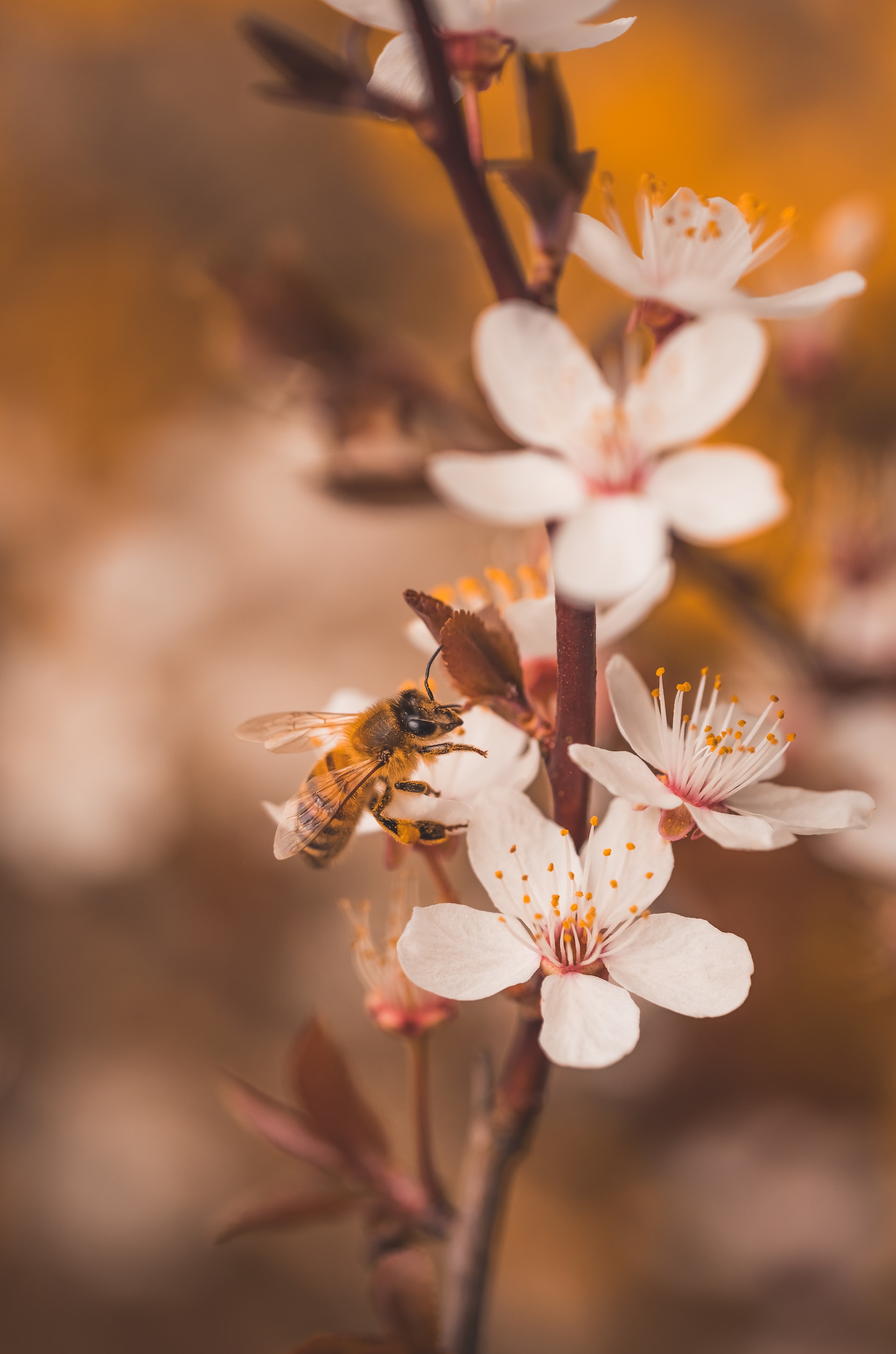 Το δηλητήριο της μέλισσας μπορεί να θεραπεύσει τον καρκίνο του μαστού, σύμφωνα με έρευνα