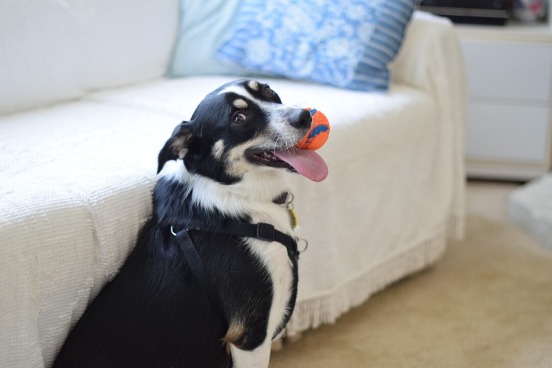 σκύλος με μπάλα στο στόμα
