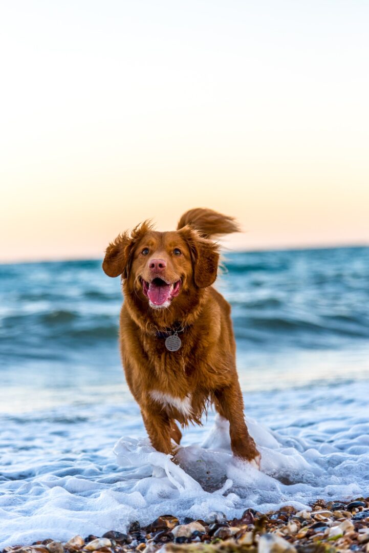σκύλος παίζει στη θάλασσα
