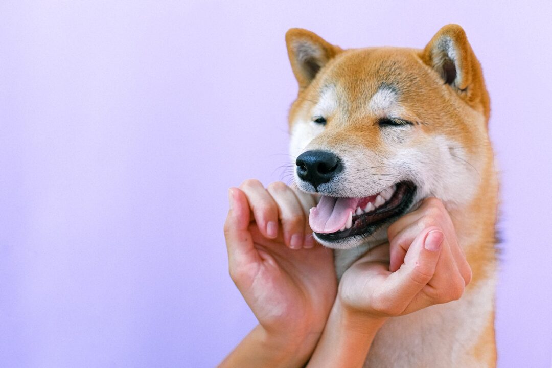 σκυλος με χέρια στο πρόσωπο