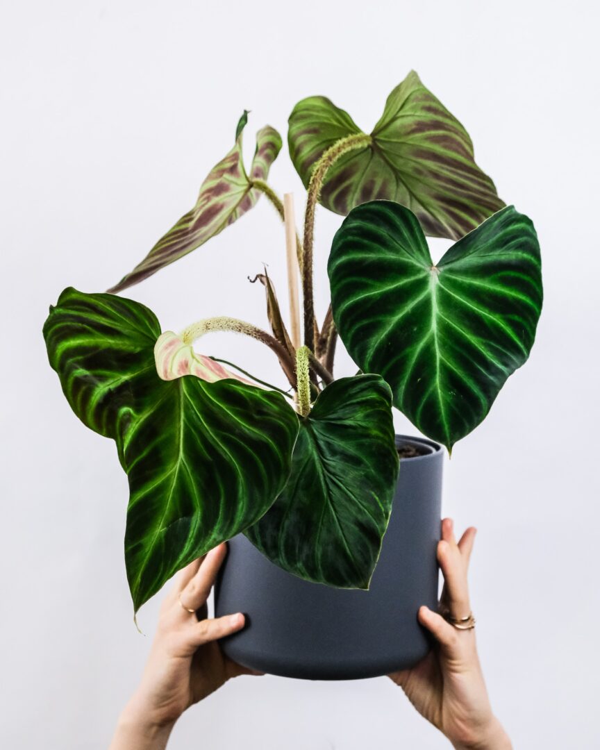 philodendron