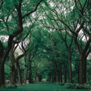 Σώσε τα δέντρα, απότρεψε τις αλλεργίες! Βοήθησε τη φύση να ξεπεράσει την κλιματική αλλαγή