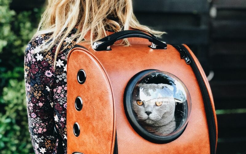 γάτα σε καλάθι μεταφοράς