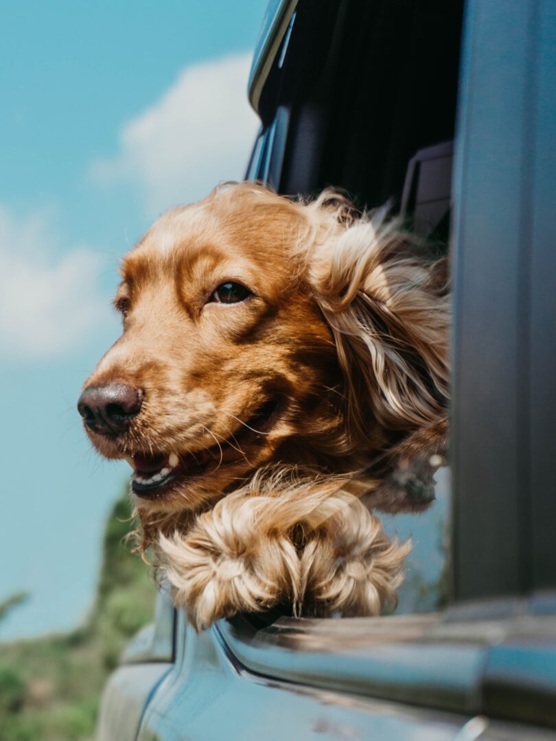 σκύλος σε αυτοκίνητο