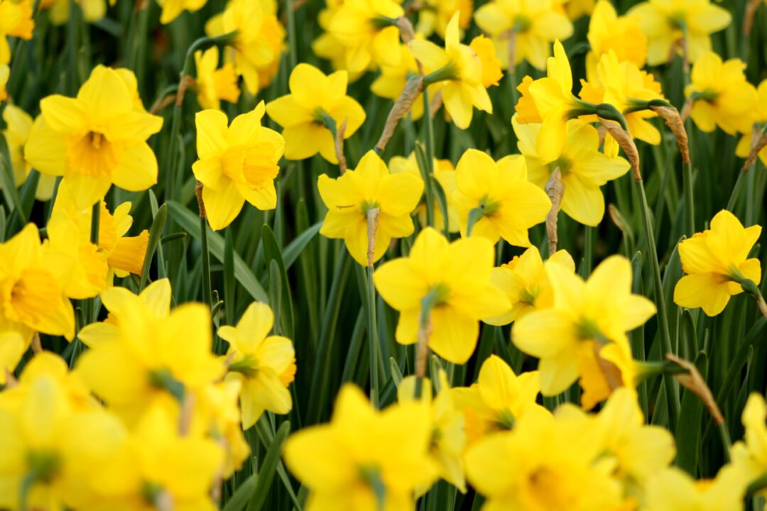 Τα 9 πιο δημοφιλή πασχαλινά λουλούδια που μπορούν να ομορφύνουν το σπίτι σου