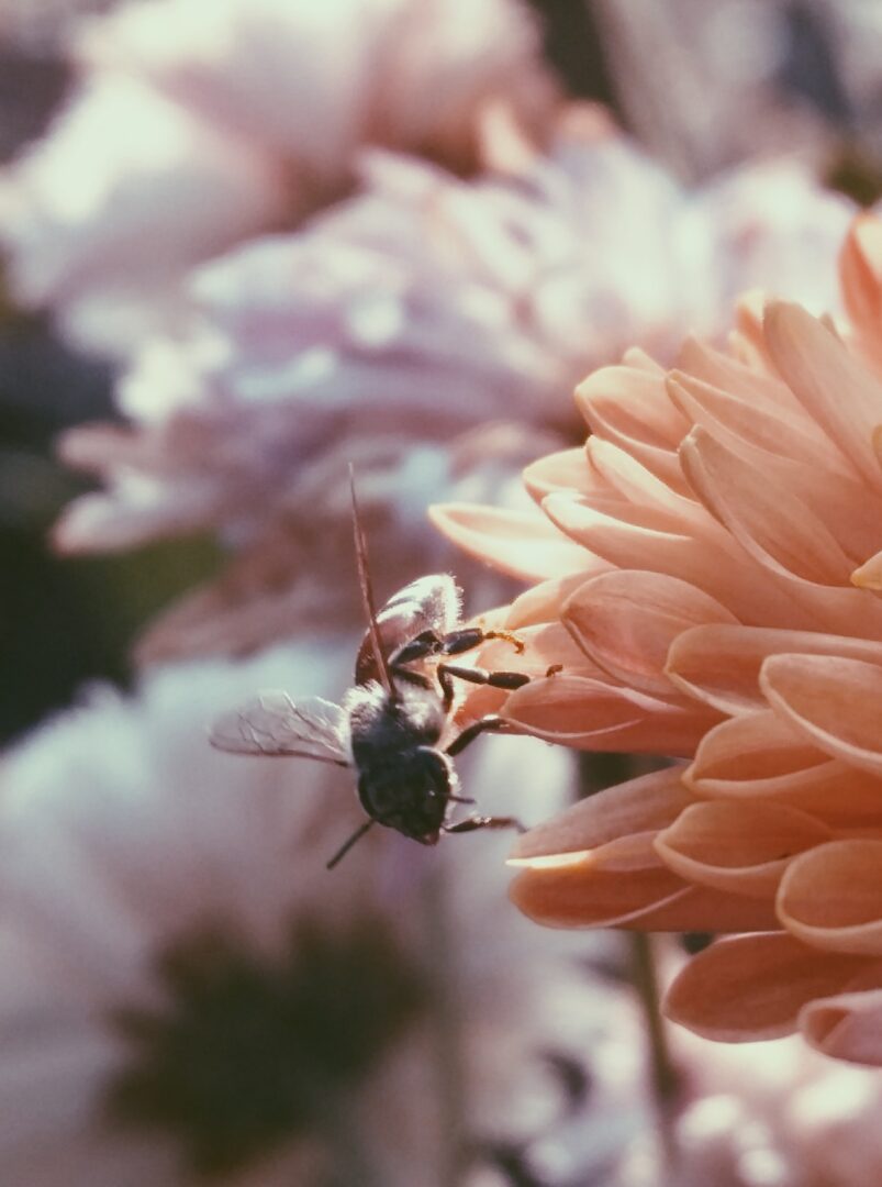 μέλισσες και συναισθηματα