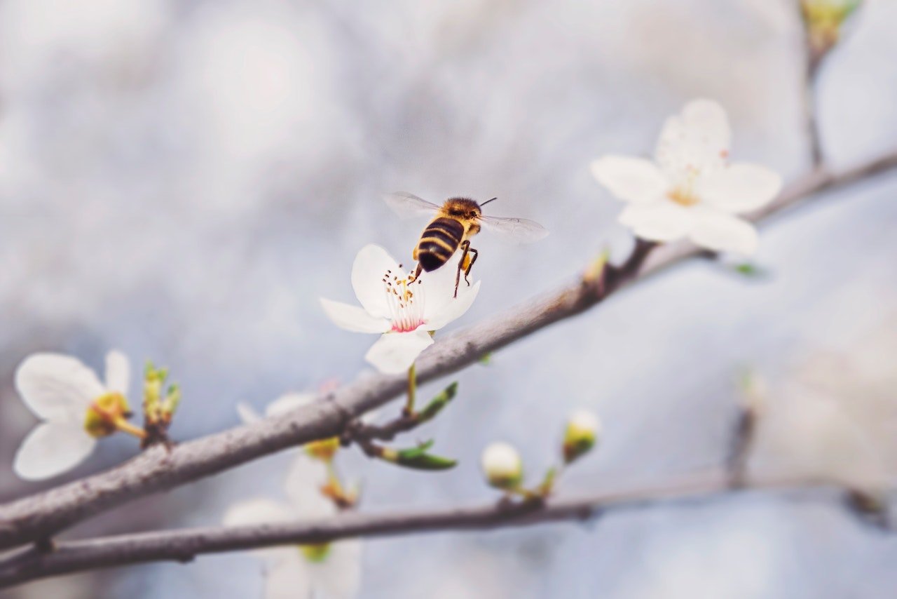 μέλισσες και συναισθηματα