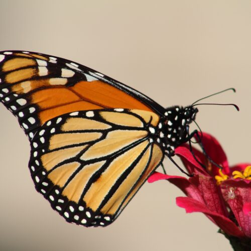 Οι πεταλούδες «Monarch» βρίσκονται υπό εξαφάνιση και μάς κάνει να αναρωτηθούμε τι κάνουμε λάθος