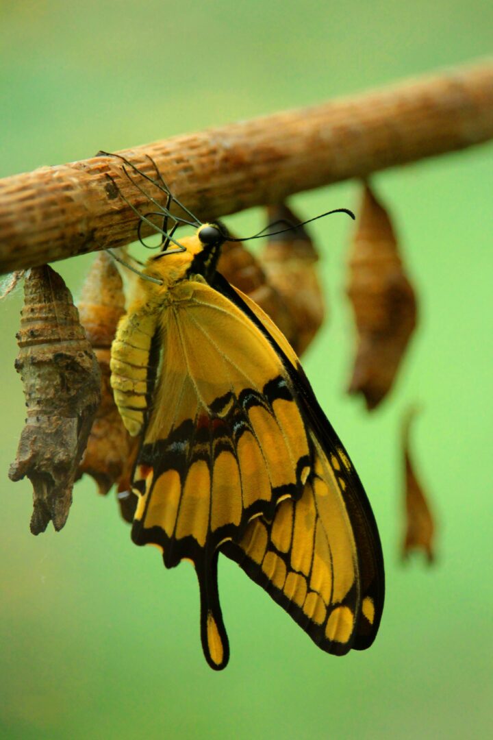 Οι πεταλούδες «Monarch» βρίσκονται υπό εξαφάνιση και μάς κάνει να αναρωτηθούμε τι κάνουμε λάθος