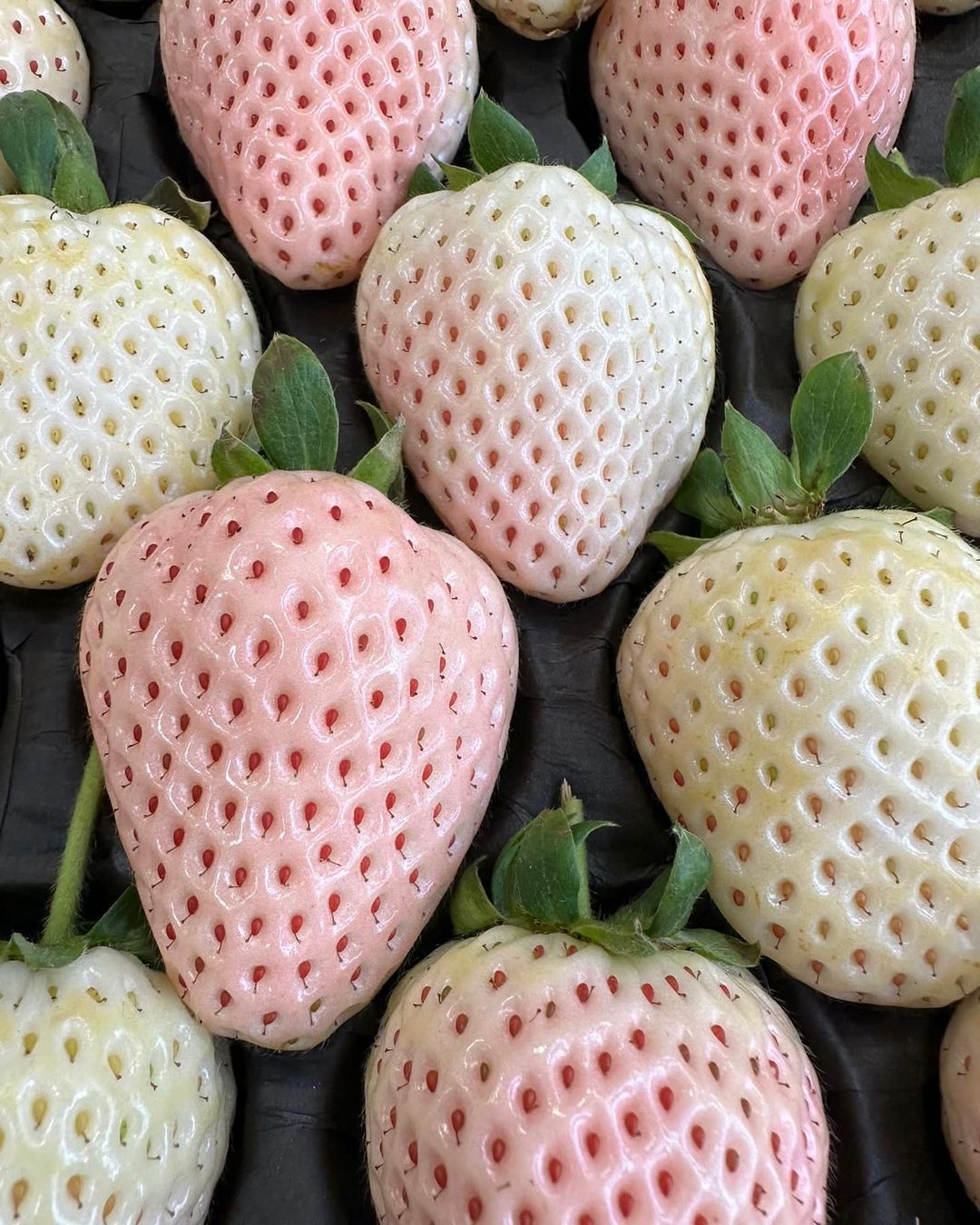 Pineberries: Είναι οι λευκές φράουλες που στην πραγματικότητα έχουν γεύση ανανά!