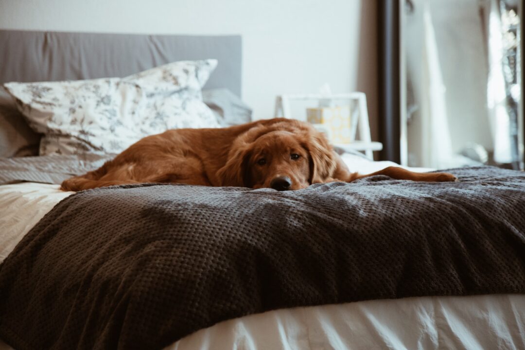 σκύλος σε κρεβάτι
