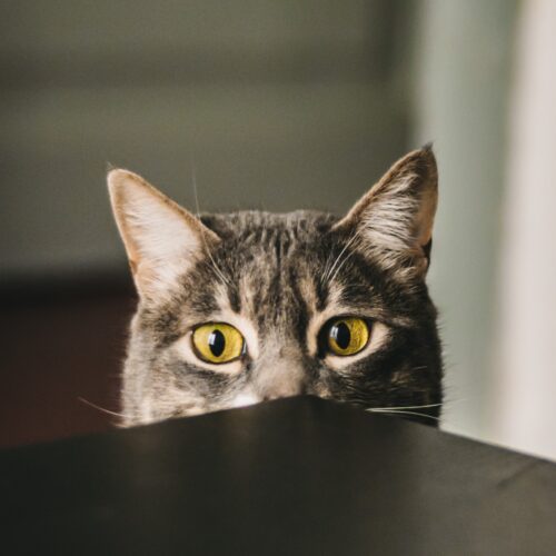 γάτα κοιτάζει τραπέζι