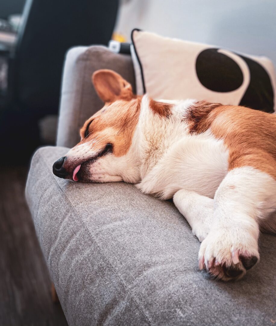 σκύλος σε καναπέ