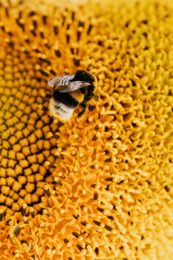 Τα οφέλη της γύρης και του βασιλικού πολτού των μελισσών για την υγεία