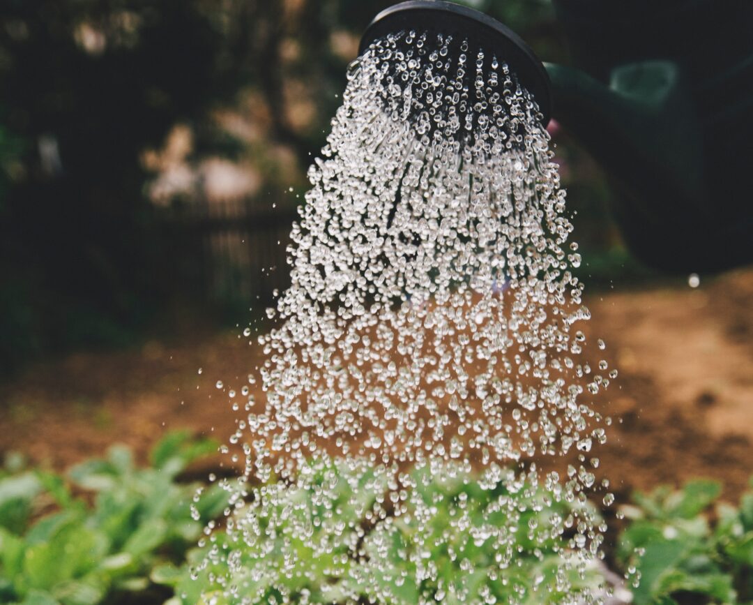 Ανθισμένο κήπο όλο το καλοκαίρι; Το σημαντικό είναι το σωστό πότισμα και όχι η ποσότητα νερού