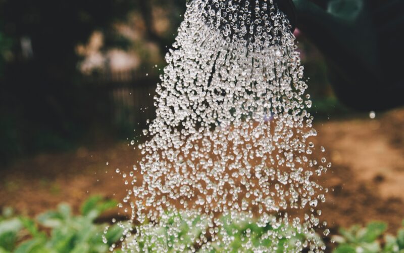 Ανθισμένο κήπο όλο το καλοκαίρι; Το σημαντικό είναι το σωστό πότισμα και όχι η ποσότητα νερού