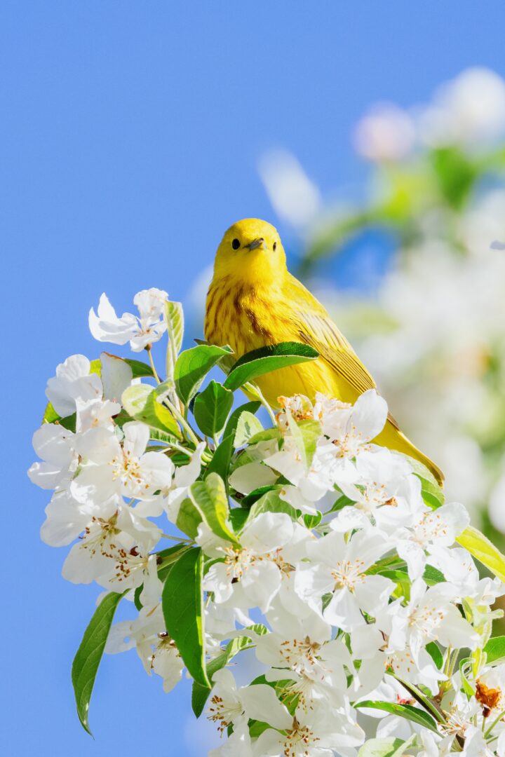 Ο ήχος των πουλιών βοηθά στην αντιμετώπιση της κατάθλιψης
