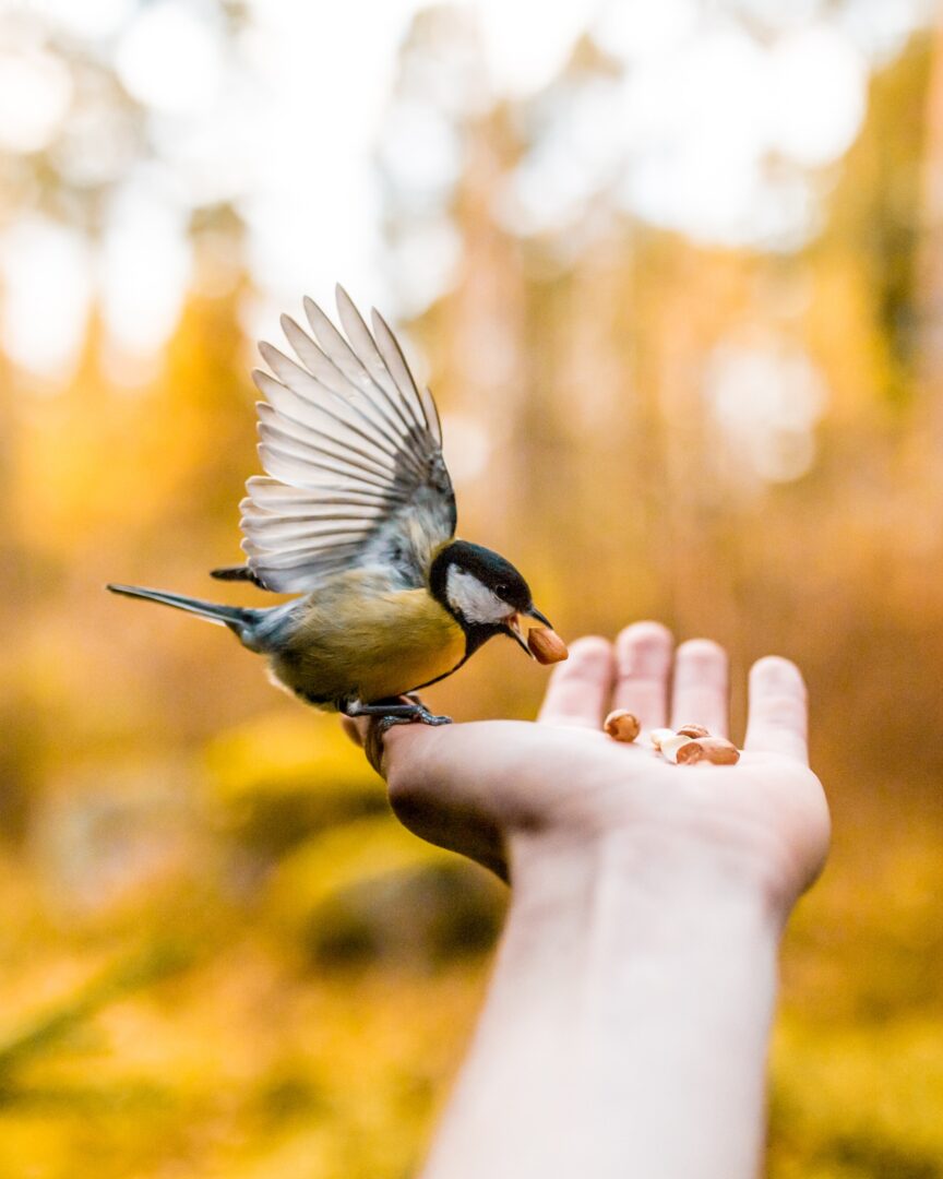 Ο ήχος των πουλιών βοηθά στην αντιμετώπιση της κατάθλιψης