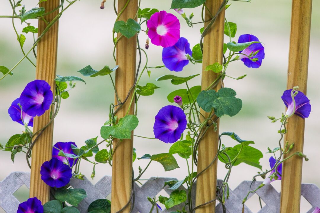 Τα πολύχρωμα φυτά που κάνουν την καλύτερη σκιά και φέρνουν δροσιά στον κήπο σου