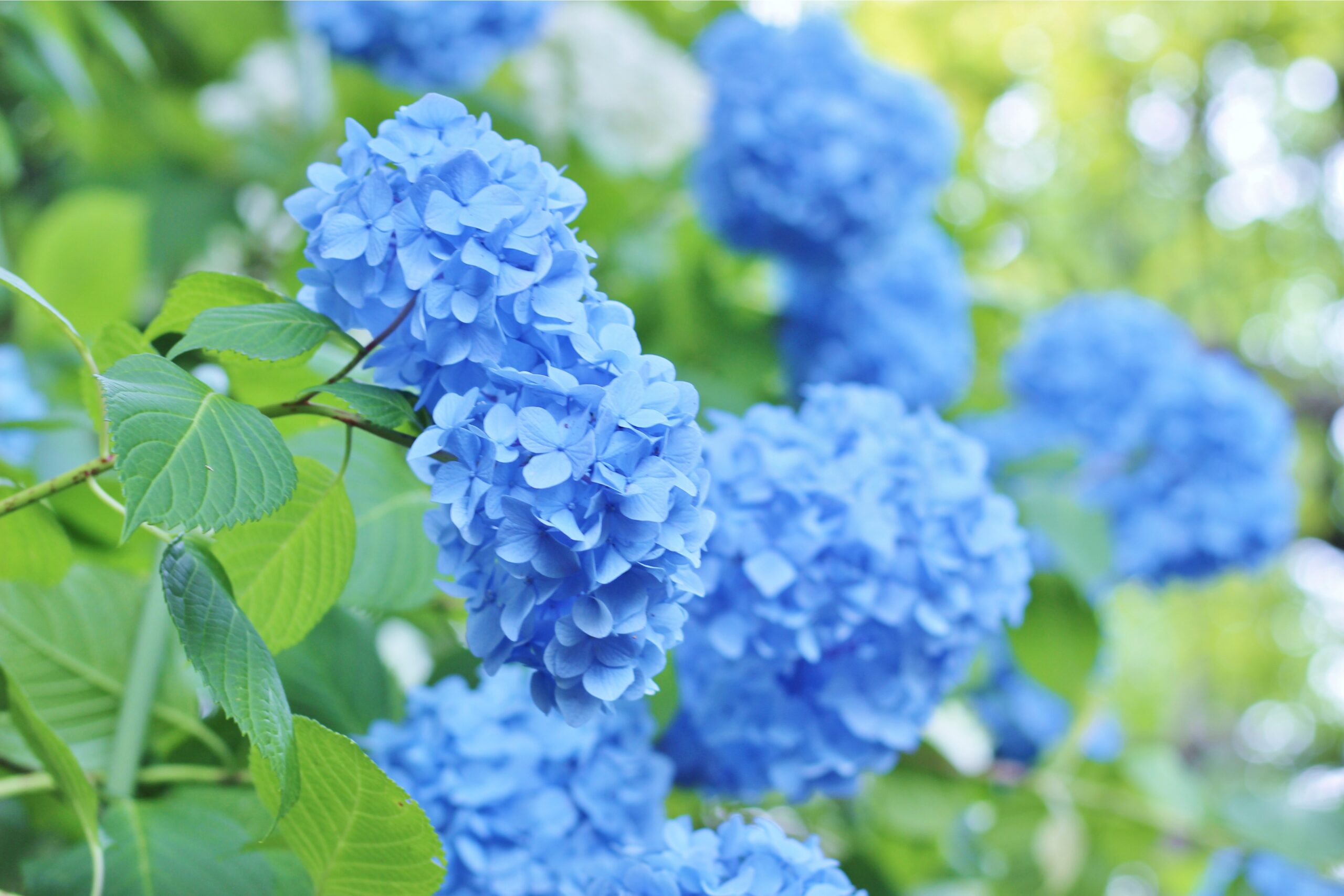 Πώς να αλλάξεις το χρώμα στην ορτανσία σου-Υπάρχει ένα μυστικό που λίγοι γνωρίζουν