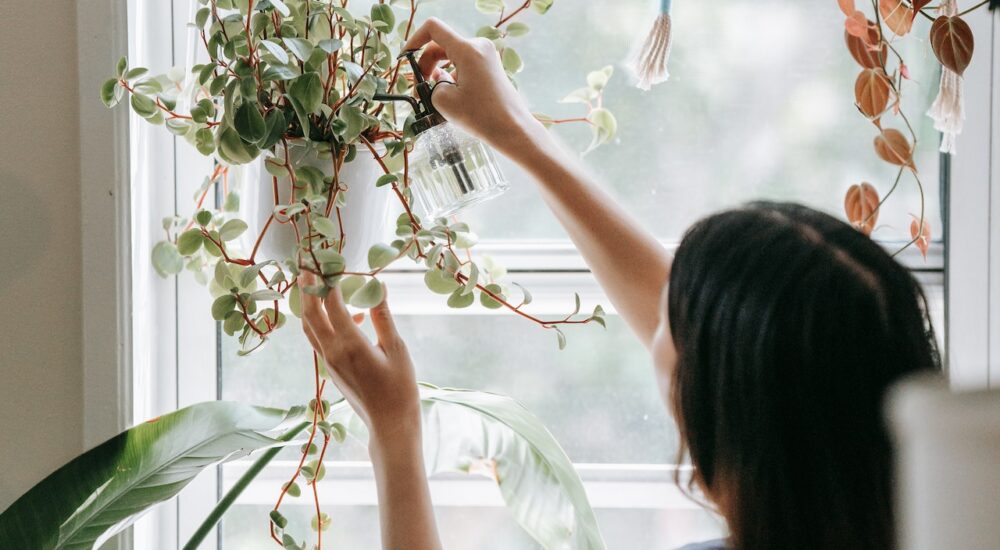 Το λάθος που πιθανώς κάνεις όταν ποτίζεις τα φυτά στο σπίτι