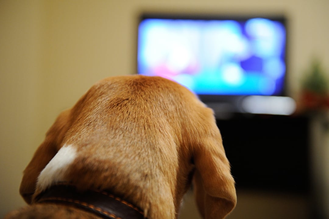 σκύλος βλέπει τηλεόραση