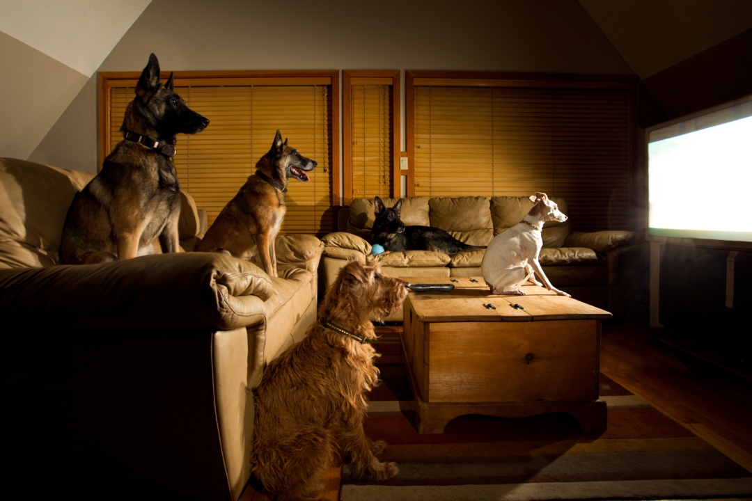 σκυλοι που βλέπουν τηλεόραση