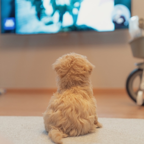 σκύλος βλέπει τηλεόραση