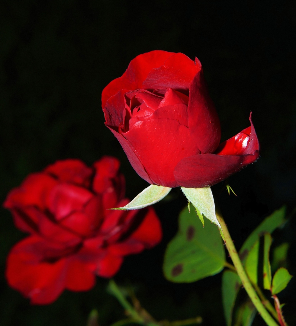 Τι σημαίνει κάθε χρώμα τριαντάφυλλου για να ξέρεις πώς να επιλέξεις