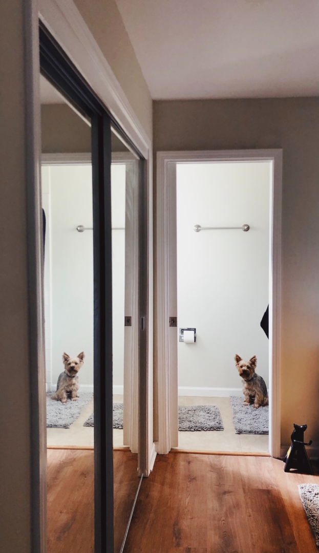 Σε ακολουθεί στο μπάνιο ο σκύλος σου; Έχει 5 καλούς λόγους που το κάνει