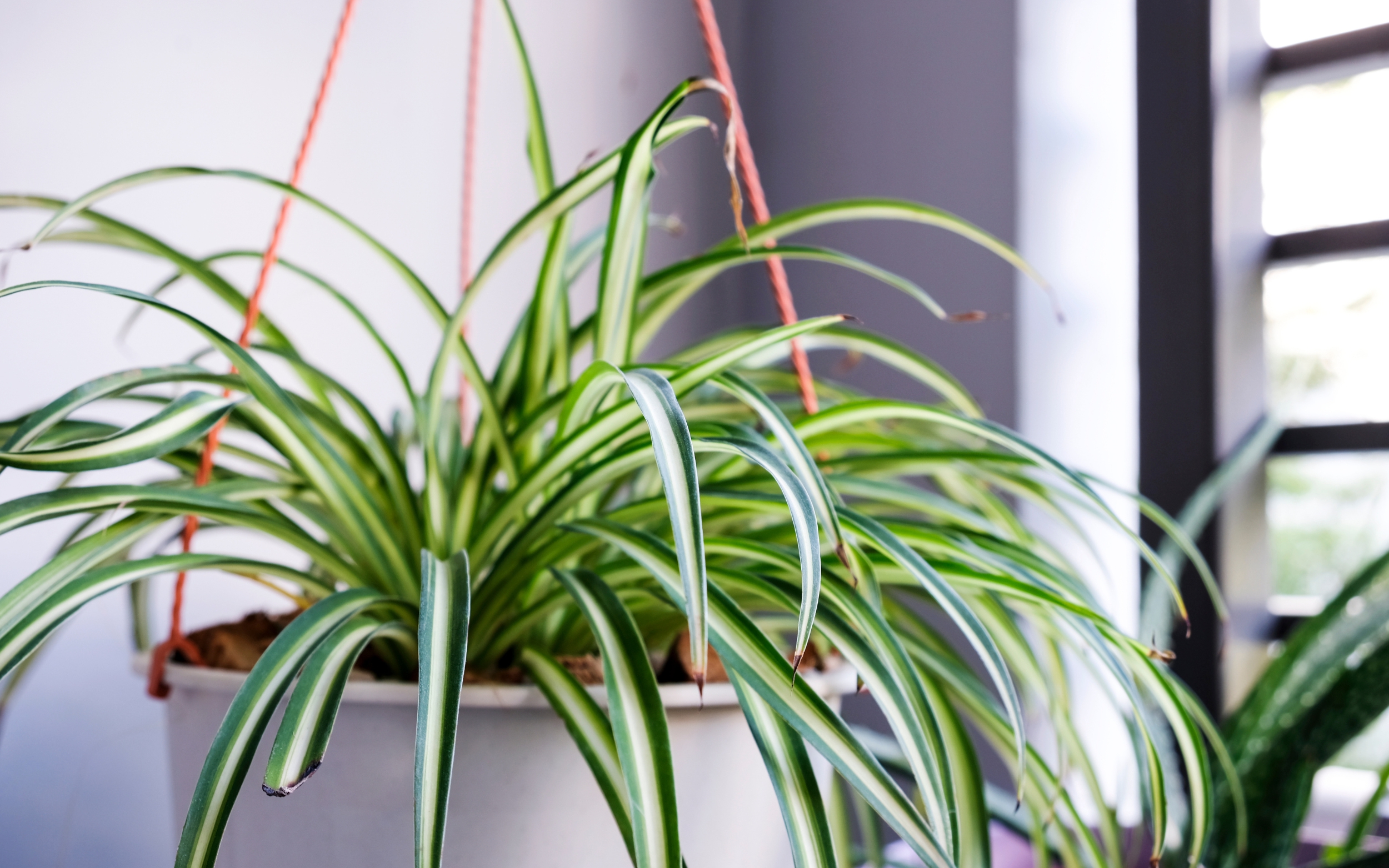 Το ρόφημα που λατρεύει το φυτό «αράχνη» αλλά μισούν τα παράσιτα