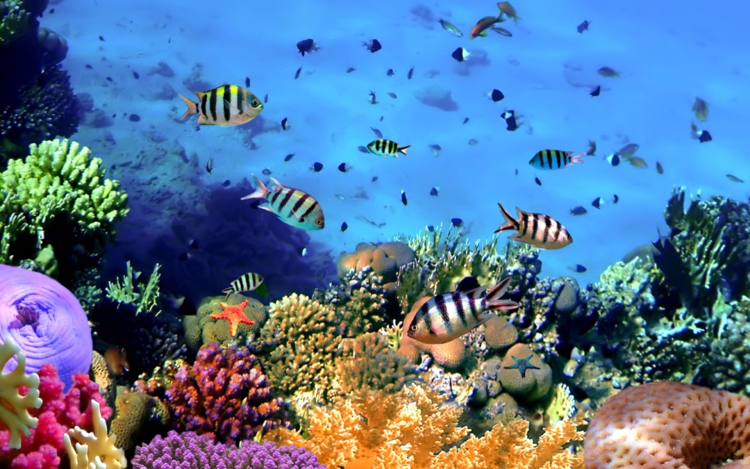 Πώς η λεύκανση των κοραλιών τα κάνει πιο ανθεκτικά στην κλιματική αλλαγή