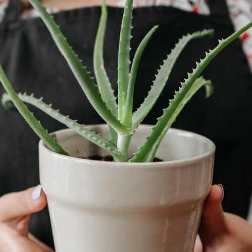 Aloe vera: Αυτός είναι ο πολύτιμος σύμμαχος που θα σε βοηθήσει να απαλλαγείς από το φούσκωμα
