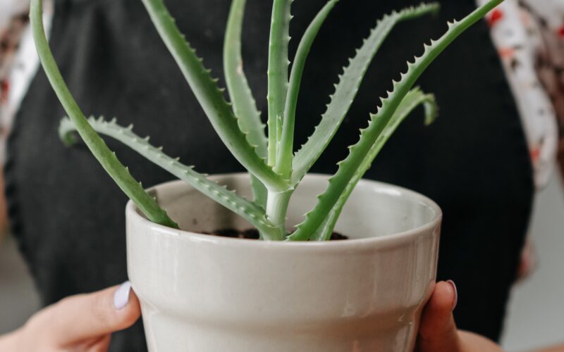 Aloe vera: Αυτός είναι ο πολύτιμος σύμμαχος που θα σε βοηθήσει να απαλλαγείς από το φούσκωμα