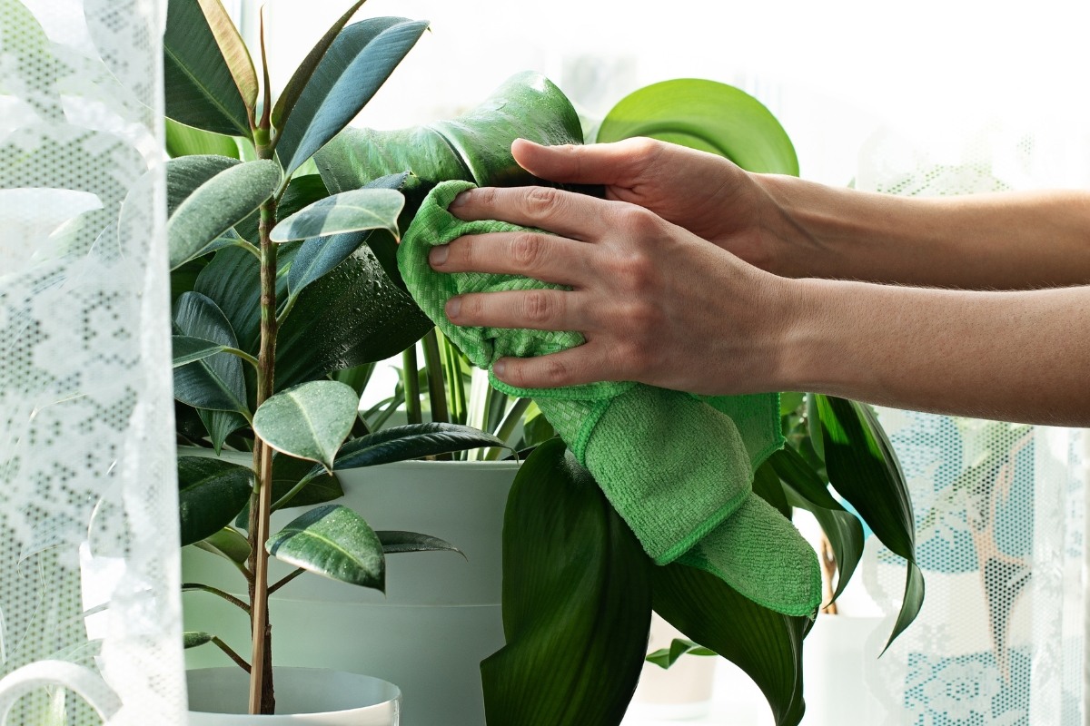 Χάρισε υγιή λάμψη στα φύλλα των φυτών σου χρησιμοποιώντας ένα προϊόν που έχεις ήδη στο μπάνιο σου  