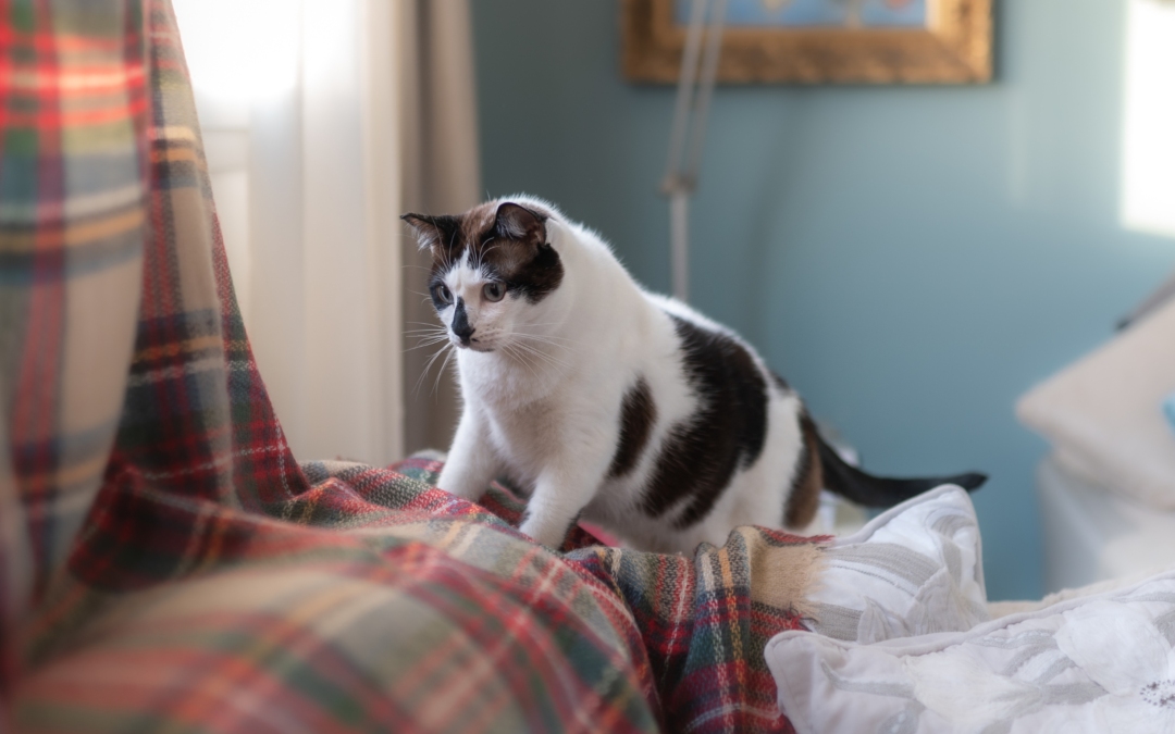 Η γάτα σου δαγκώνει και ζυμώνει τις κουβέρτες; 4 είναι οι λόγοι που το κάνε