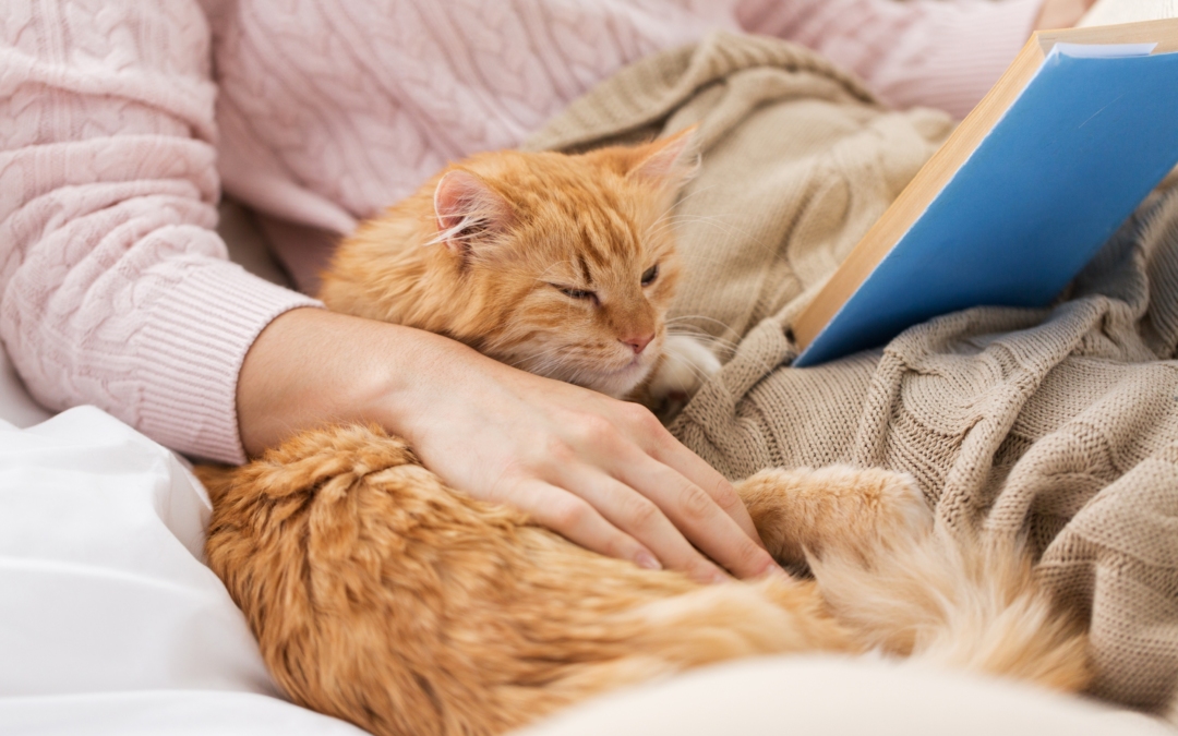 Η γάτα σου δαγκώνει και ζυμώνει τις κουβέρτες; 4 είναι οι λόγοι που το κάνε